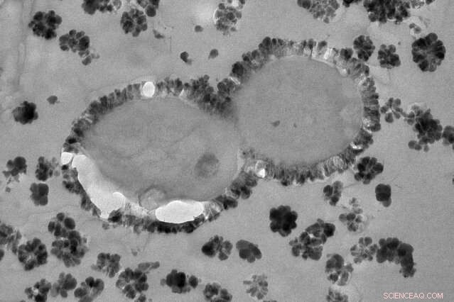 Unveiling the Dawn of Oxygenic Photosynthesis: Insights into Earth s Great Oxidation Event