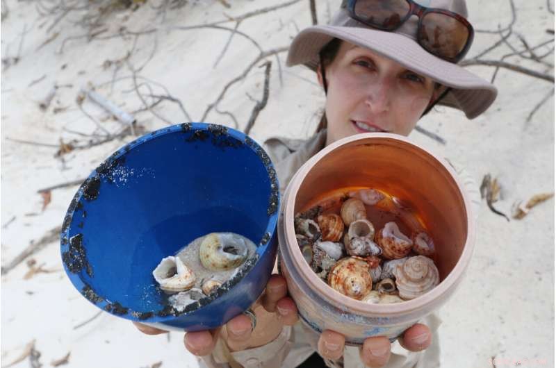 Half-Million Hermit Crabs Lost to Plastic on Remote Cocos (Keeling) Islands