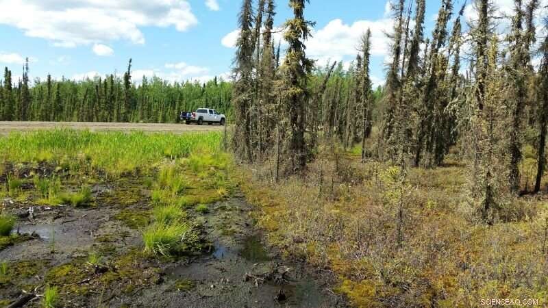 Road Construction in Peatlands Amplifies Methane Emissions