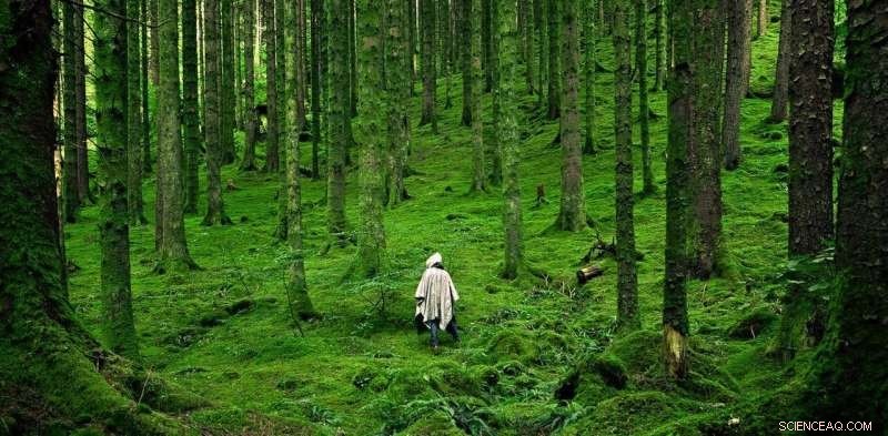 Designing Forests to Heal the Planet: A Guide to Effective Reforestation