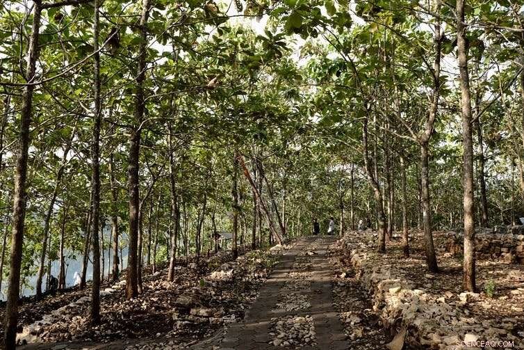 Designing Forests to Heal the Planet: A Guide to Effective Reforestation