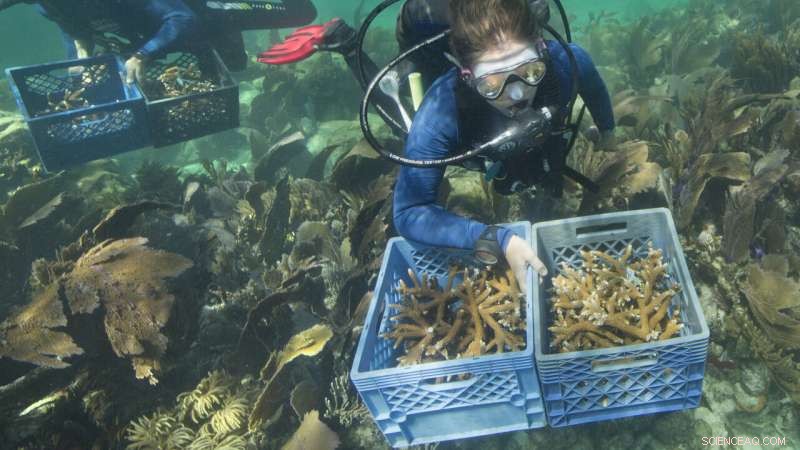 Florida Officials Seek $100M to Restore Coral Reefs in the Keys