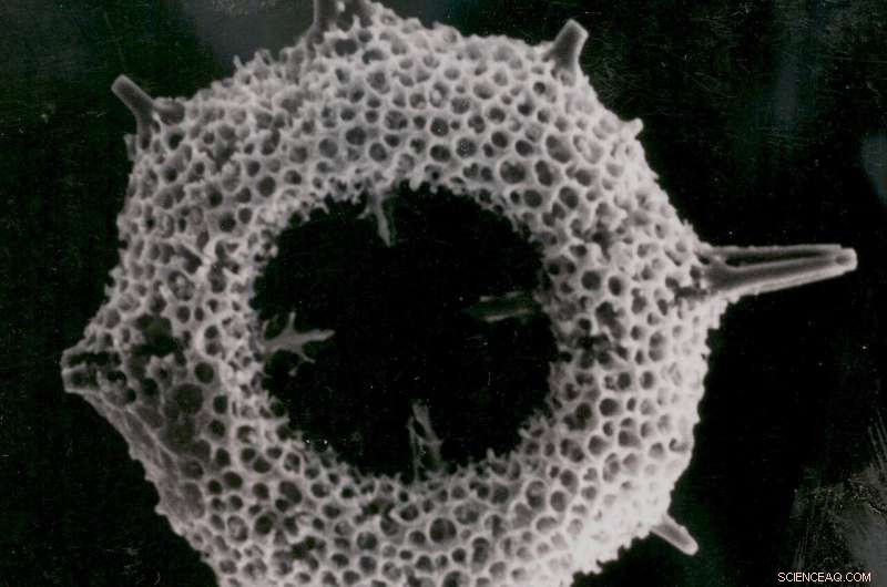 Assessing the Impact of Carbon Dioxide Removal on Marine Ecosystems