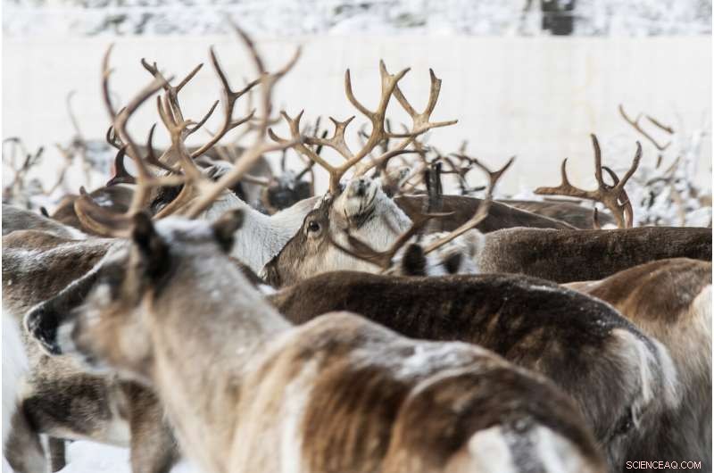 Global Warming Endangers Reindeer Herds in Sweden s Arctic