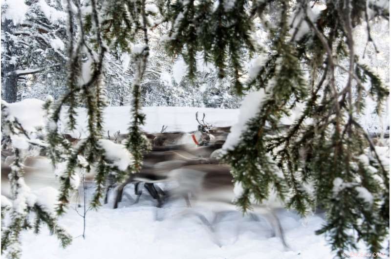 Global Warming Endangers Reindeer Herds in Sweden s Arctic