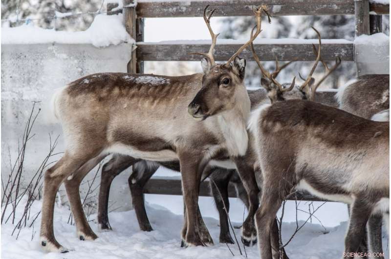 Global Warming Endangers Reindeer Herds in Sweden s Arctic