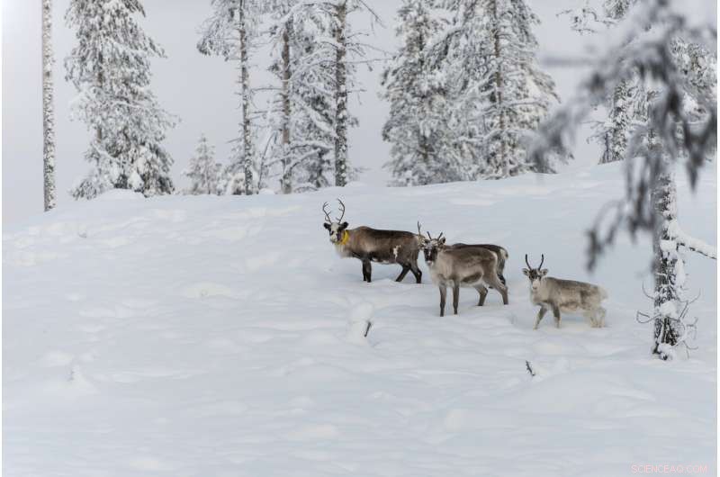 Global Warming Endangers Reindeer Herds in Sweden s Arctic