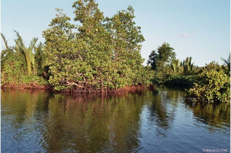 How Natural Ecosystems Shield the Planet from Climate Change