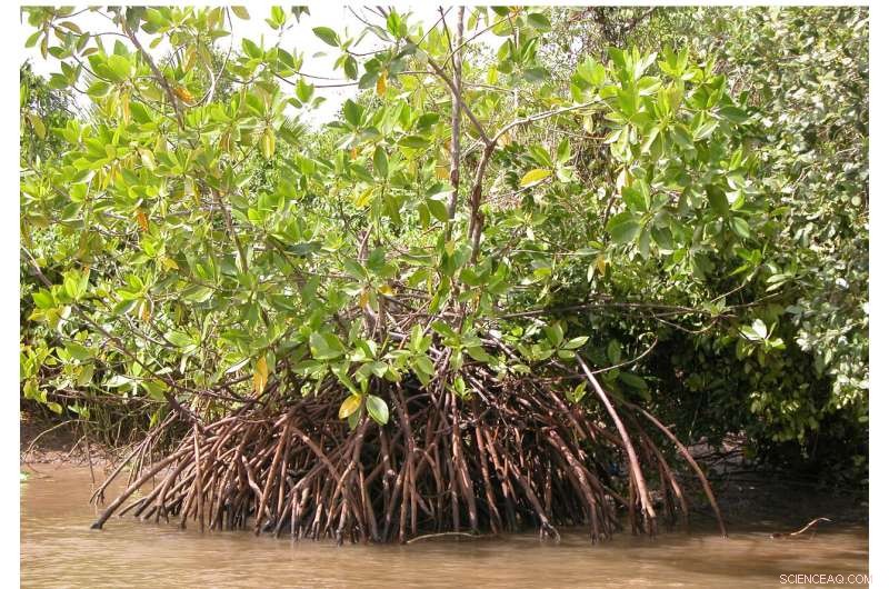 How Natural Ecosystems Shield the Planet from Climate Change