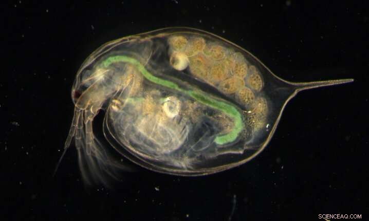 Floral Foam: A Growing Contributor to Microplastic Pollution