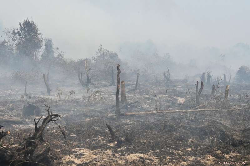 World Bank: Indonesia Faces $5.2B Losses from Forest Fires