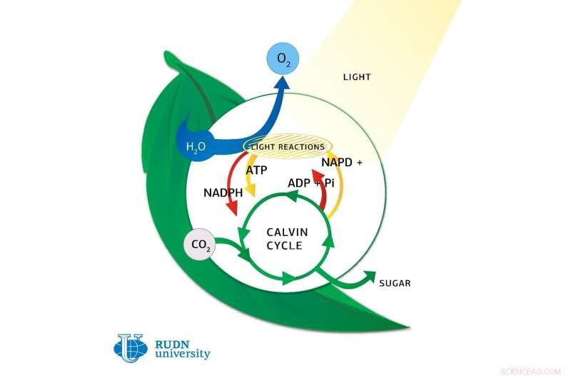 Revolutionary In‑Vivo Model Enhances Accuracy of Photosynthesis Analysis