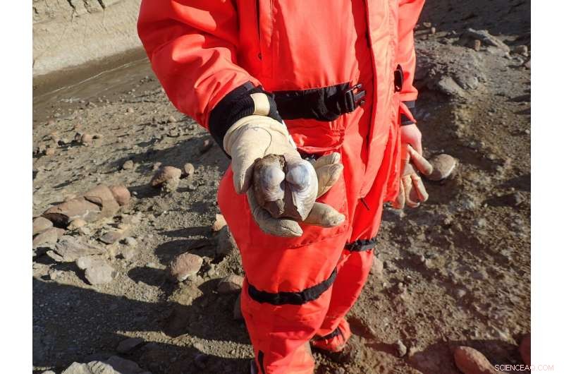 Earth Showed Signs of Stress Before the Dinosaur Extinction