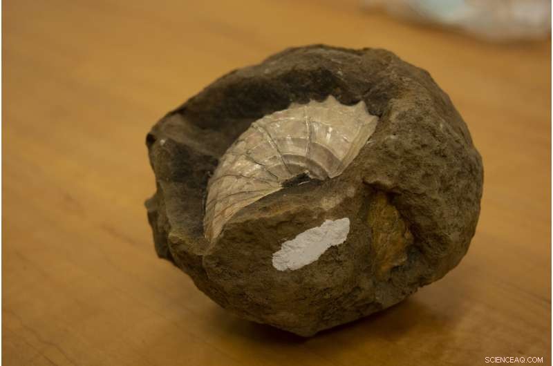 Earth Showed Signs of Stress Before the Dinosaur Extinction