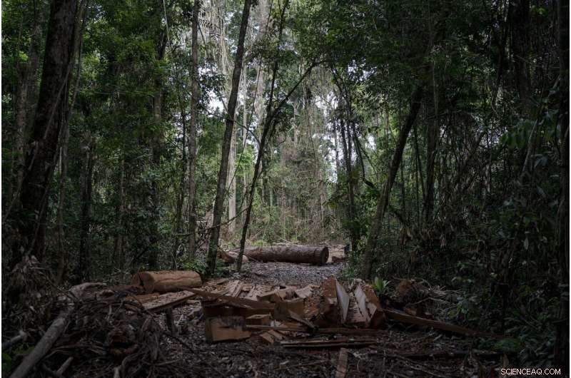 Amazon at a Crossroads: Brazil s Battle Between Conservation and Development