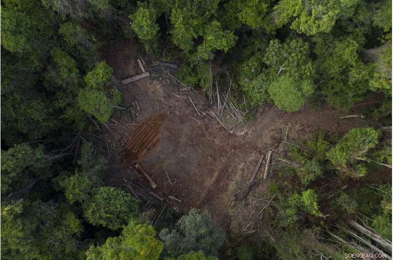 Amazon at a Crossroads: Brazil s Battle Between Conservation and Development