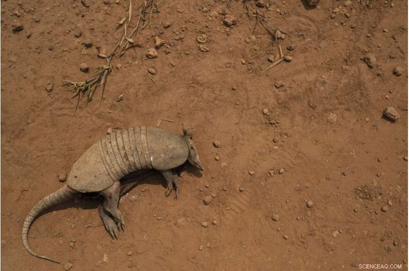 Amazon at a Crossroads: Brazil s Battle Between Conservation and Development