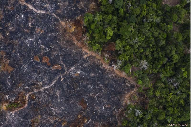 Amazon at a Crossroads: Brazil s Battle Between Conservation and Development