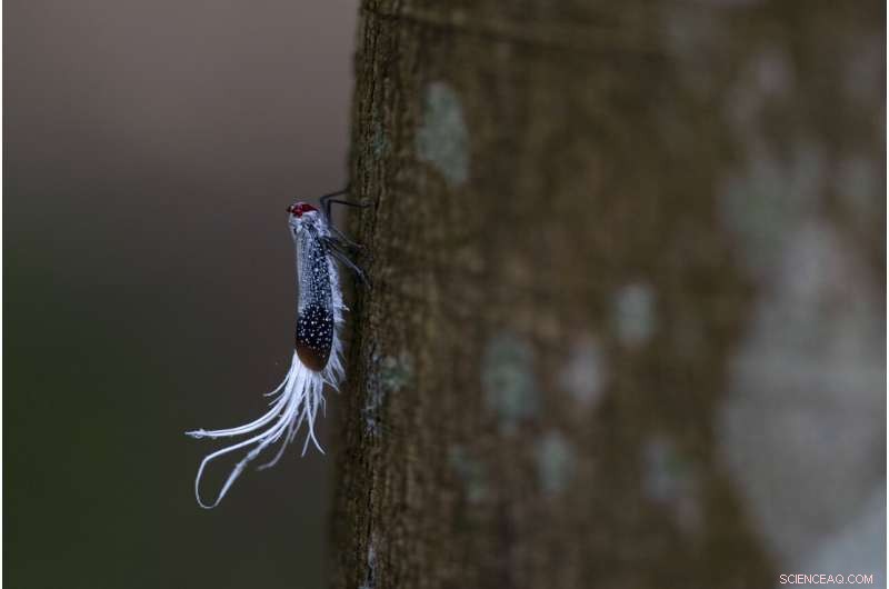 Amazon at a Crossroads: Brazil s Battle Between Conservation and Development