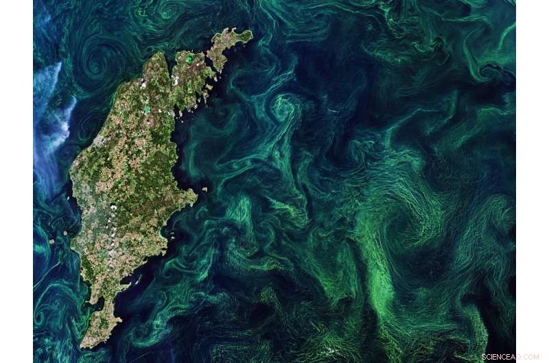 Baltic Sea Algal Bloom: Stunning Sentinel-2 Satellite View