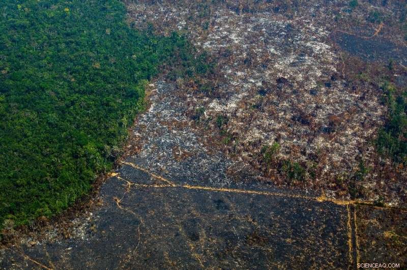 Brazil’s Amazon Deforestation Rises Over 100% in November, Doubling Threats to Biodiversity
