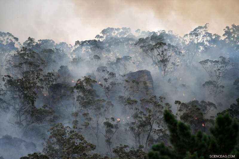 Sydney Bushfire Smoke Declared Public Health Emergency
