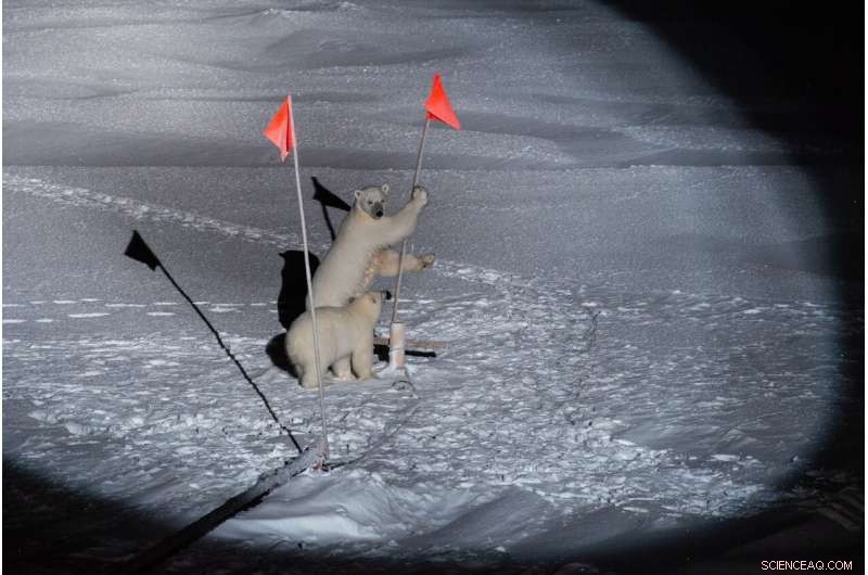 Radar Satellites Illuminate the Arctic: Leading the Fight Against Climate Change