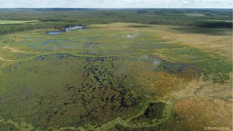 How Drainage of Adjacent Lands Alters the Hydrology of Undrained Peatlands
