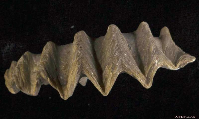 Fossil Shells Uncover Worldwide Mercury Pollution and Global Warming at the End of the Dinosaurs