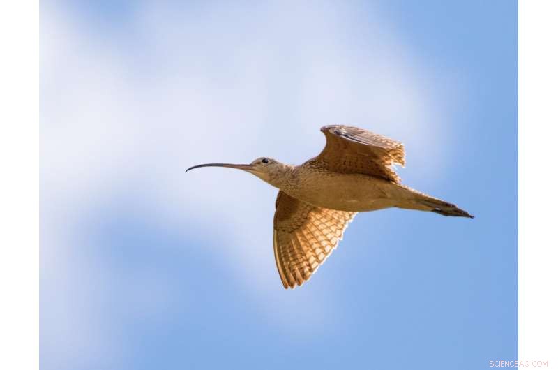 New Study Reveals Climate Change Alters Bird Migration Timing