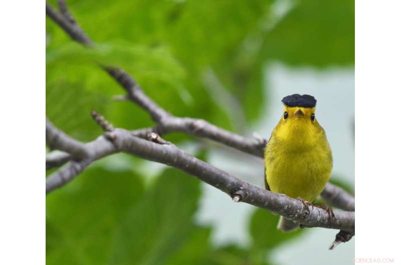 New Study Reveals Climate Change Alters Bird Migration Timing