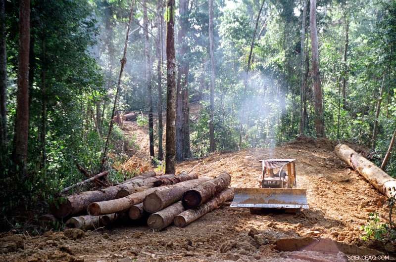 Degraded soils hinder tropical forest recovery from logging