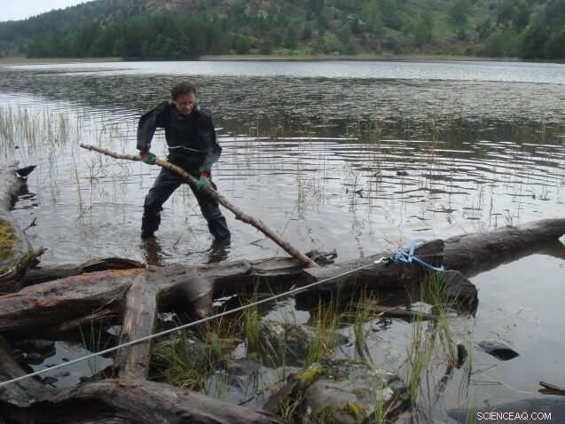 Ancient Scottish Tree Rings Unveil Lessons on Climate, Politics, and Survival