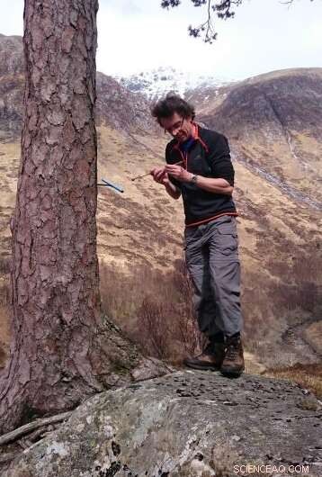 Ancient Scottish Tree Rings Unveil Lessons on Climate, Politics, and Survival