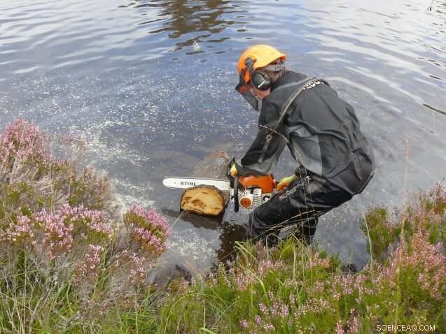 Ancient Scottish Tree Rings Unveil Lessons on Climate, Politics, and Survival