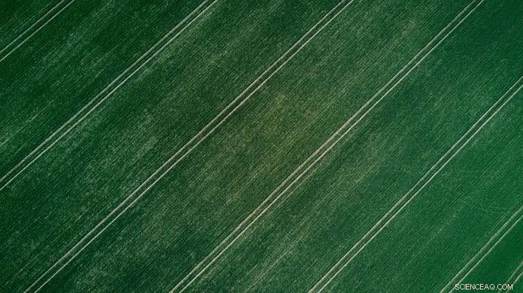 Soil: A Key Ally in Climate Change Mitigation—But We’re Running Out Fast