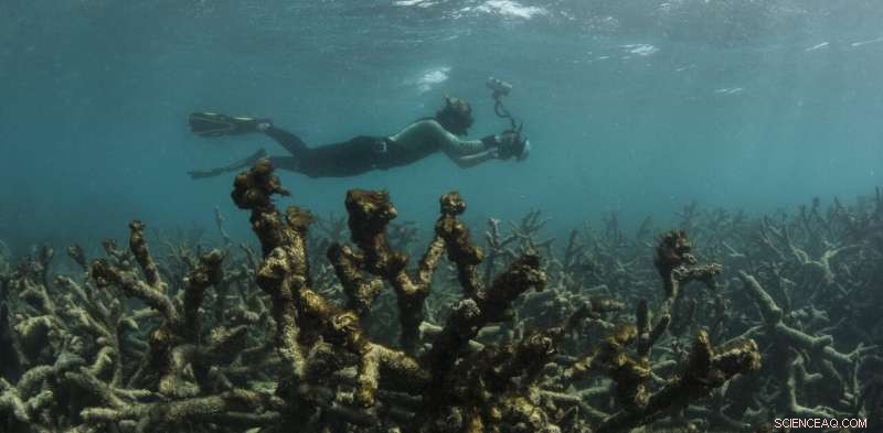 UN, Take Notice: Australia s New Great Barrier Reef Report Masks the True Extent of Damage