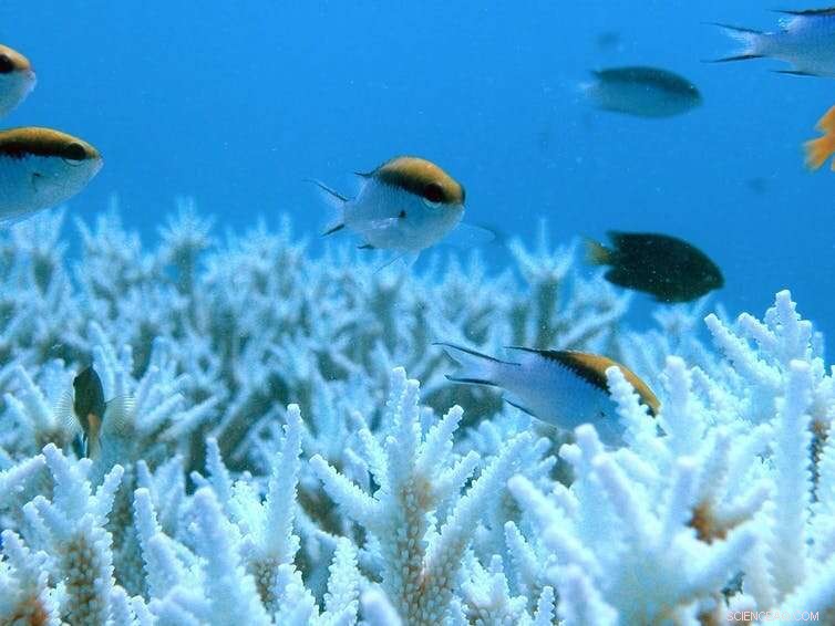UN, Take Notice: Australia s New Great Barrier Reef Report Masks the True Extent of Damage