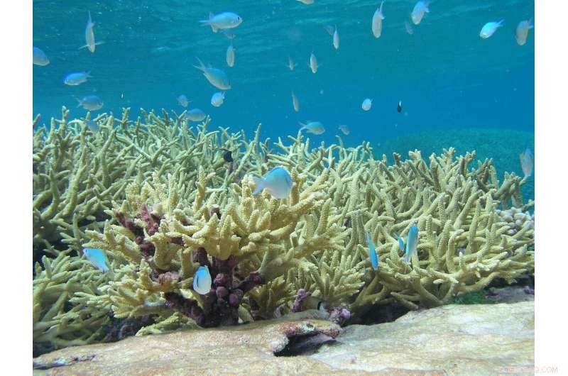 Scientists Seek Solutions to Save Dying Coral Reefs in the Bahamas