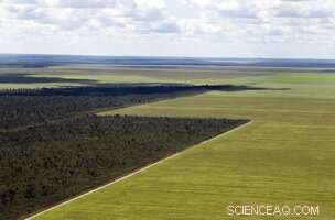 Cerrado Shrinks by London‑Sized Areas Every Three Months, According to New Data