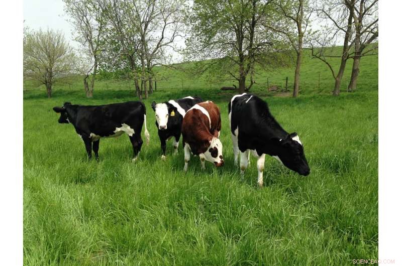 Organic Crop‑Livestock Integration Meets Food Safety Standards, Study Confirms