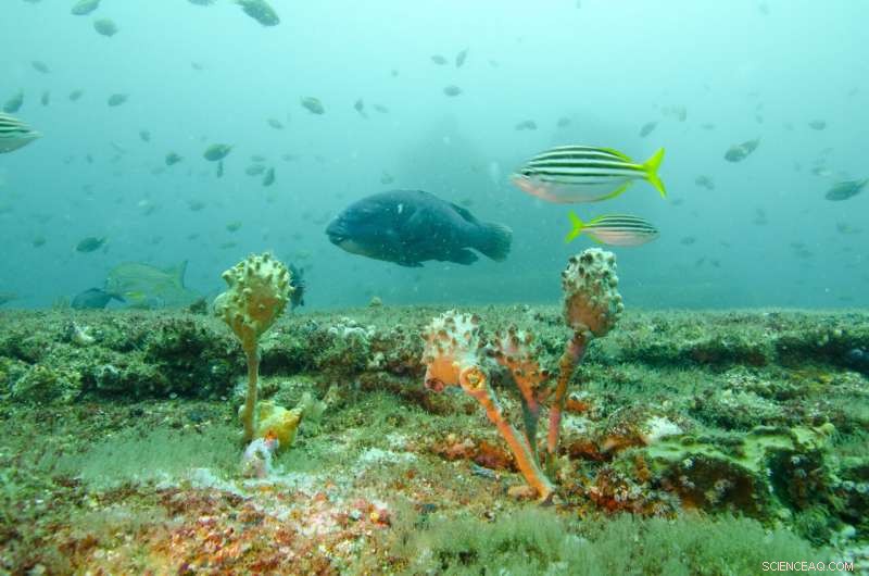 Sydney’s Desalination Discharge Boosts Fish Life Amid Climate Challenges