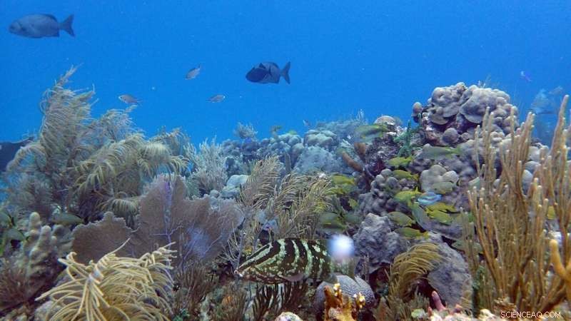 Microbes as Indicators of Coral Reef Health