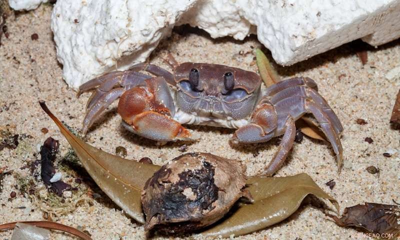 Assessing the Scale of Polystyrene Pollution in Our Oceans