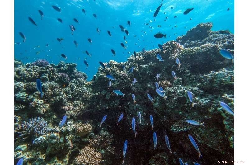 Egyptian Beach Resorts Lead the Fight Against Global Plastic Waste