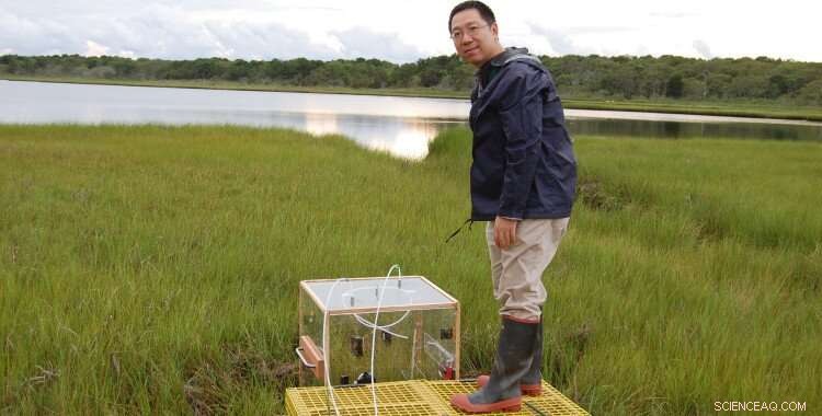 Wetlands Rise with the Sea: Nature’s Climate Change Mitigator