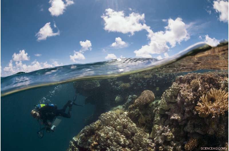 French Polynesia Reef Survey: Insights from the Global Reef Expedition