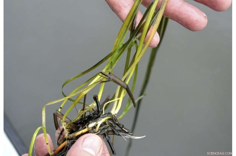 Scientists Battle Coastal Pollution to Protect Seagrass Ecosystems