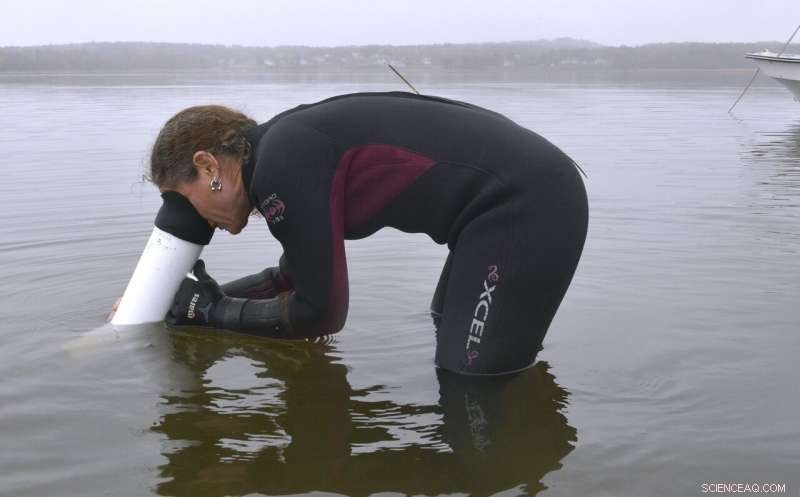Scientists Battle Coastal Pollution to Protect Seagrass Ecosystems
