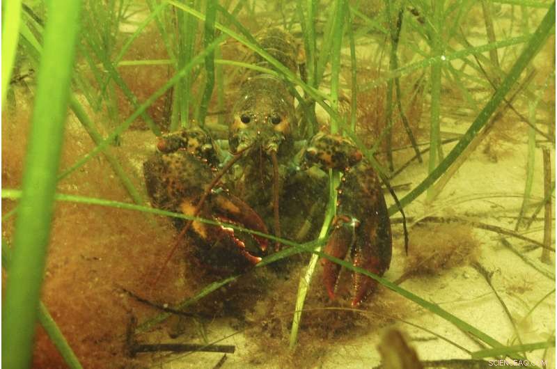 Scientists Battle Coastal Pollution to Protect Seagrass Ecosystems